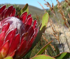 Week 36 of 2013 - Gansbaai News, Specials & Events